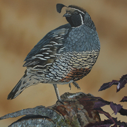 California Quail and Oregon Grape by Steve McAllister
